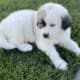 Great Pyrenees mix with Saint Bernard puppies