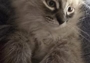 Lynx point himalayan male kittens