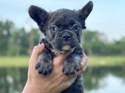 Frenchie Blue Fluffy Female