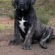 FEMALES -10 weeks – RE-HOME FEE
