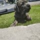 Cane Corso Puppy