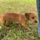 Dachshund Chihuahua mix 70/30