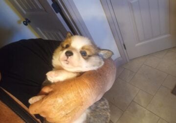 AKC Corgi