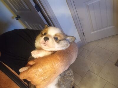 AKC Corgi