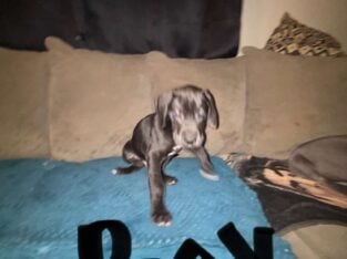 Great Dane puppies