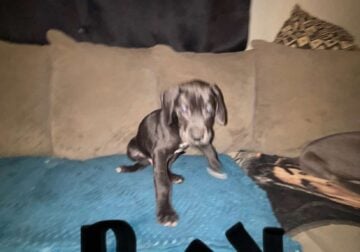 Great Dane puppies