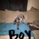 Great Dane puppies