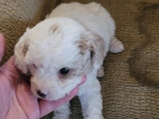 Cavapoo f1b