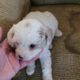 Cavapoo f1b