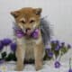 AKC Shiba Inu Larry