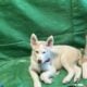 Pure bred Siberian husky