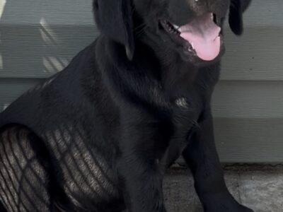 AKC Labrador pups bourn April 9 Black-White-Yello.