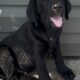 AKC Labrador pups bourn April 9 Black-White-Yello.