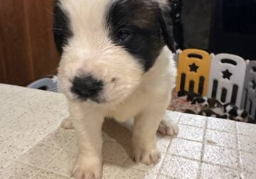 Saint Bernard Puppies