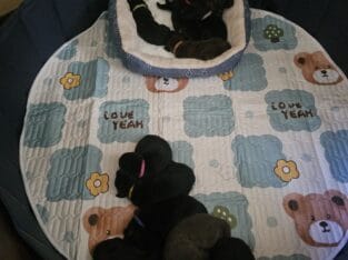 2 Lab×German Shepherd×Malinois puppies