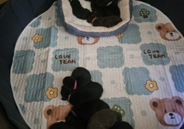 2 Lab×German Shepherd×Malinois puppies