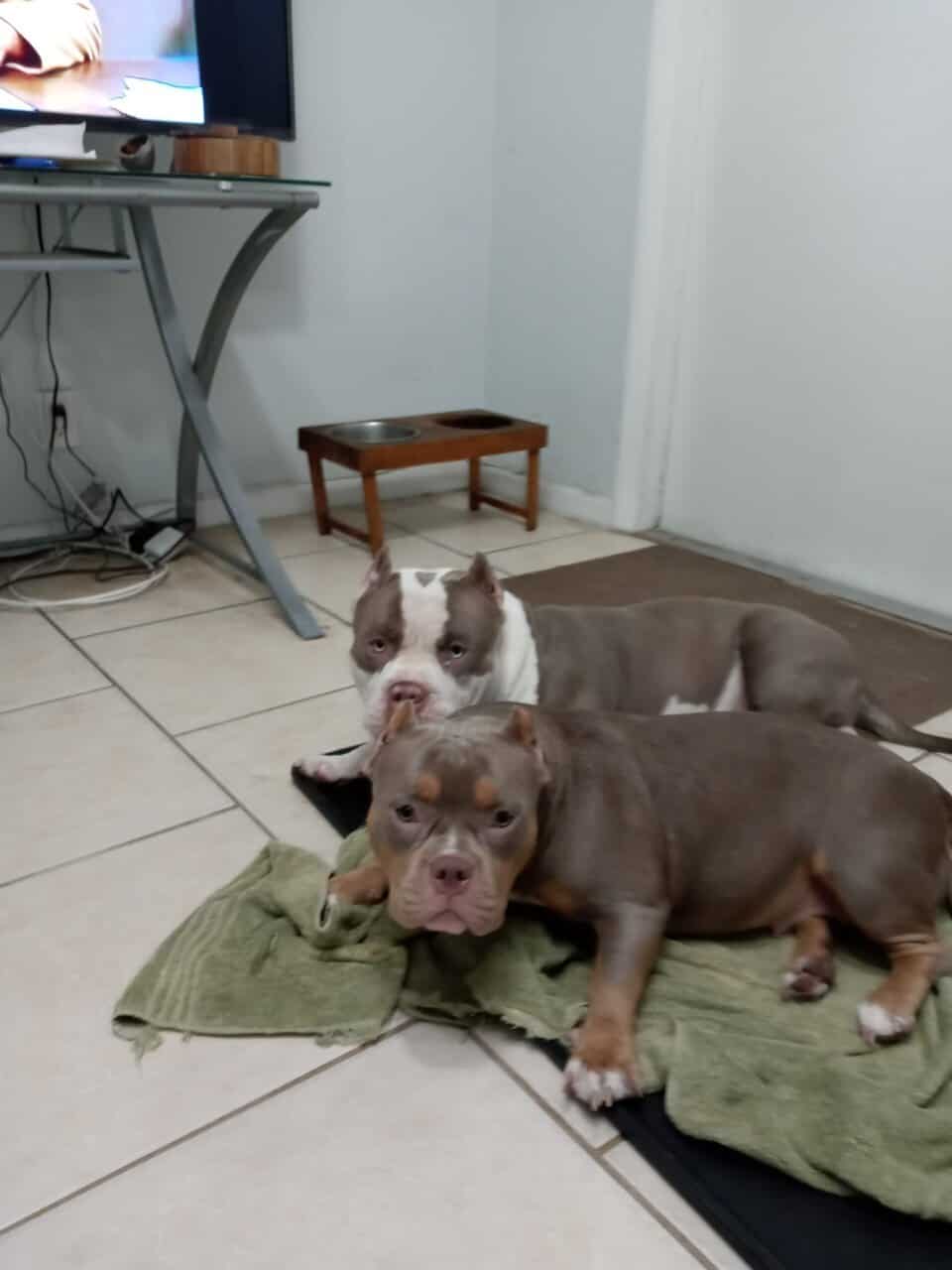 American bully Puppies image 8