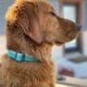 Golden Retriever Puppies