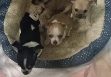 Chihuahua puppies