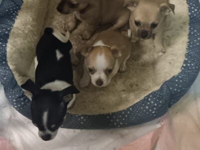 Chihuahua puppies