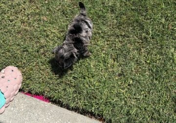 Merle male Yorkiepoo puppy