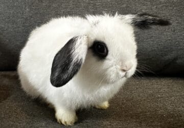Holland Lops
