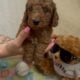 Sweet Mini Doodles – Ready for New Homes