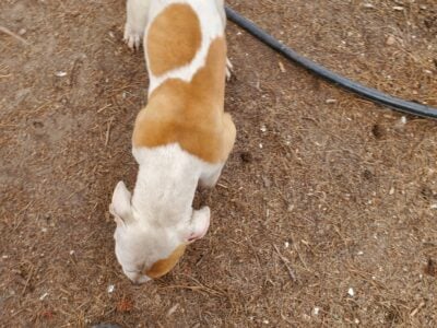 Pitbilly