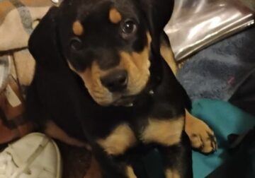 8wk old black and tan coonhound/ redbone hound mi