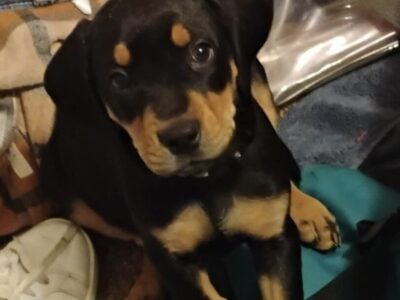 8wk old black and tan coonhound/ redbone hound mi
