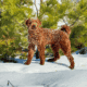 Golden Doodle