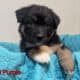 Australian Shepherd Puppies – Mesa AZ