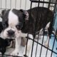 Frenchton bulldog puppies