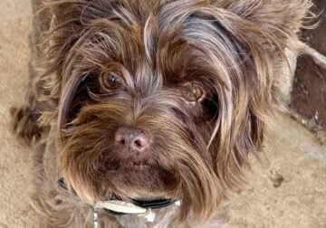 Chocolate Yorkie Stud