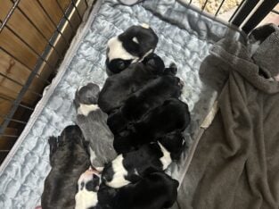 French Bulldog puppies