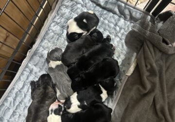 French Bulldog puppies