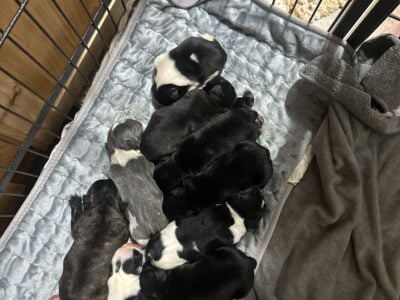 French Bulldog puppies