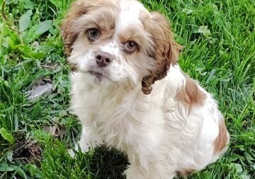 Cocker spaniel puppy female $525 obo AKC