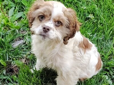 Cocker spaniel puppy female $525 obo AKC