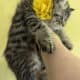 Persian kittens available