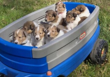 8 Rough Collie Pups-4 Females & 4 Males