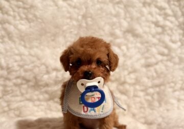 Baby bear teacup Poodle