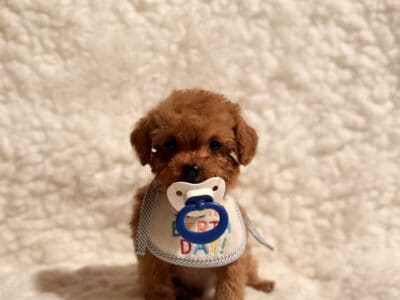 Baby bear teacup Poodle