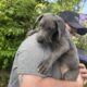 Great Dane puppies