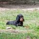 Gordon Setter Male pups available
