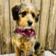Mini Aussiedoodle/Aussiepoo