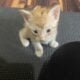 5 4-week-old kittens