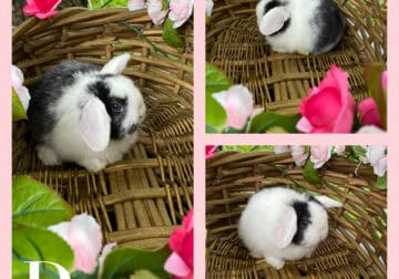 Beautiful Holland Lop Bunnies 🐰 💛💐