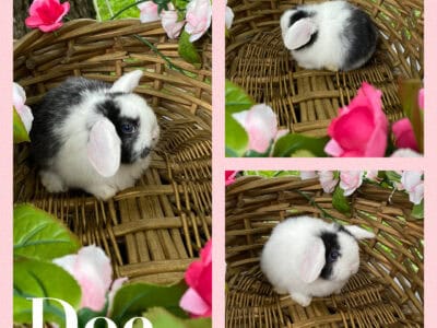 Beautiful Holland Lop Bunnies 🐰 💛💐