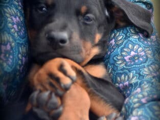 Champion European Doberman Female Puppy